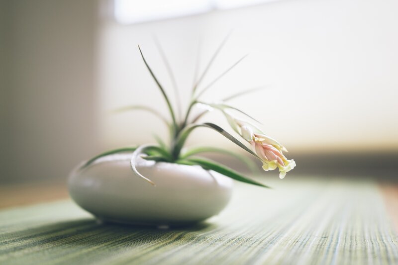 Air Plant in White Pot — Green
