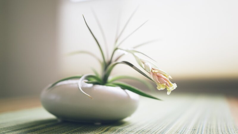 Air Plant in White Pot