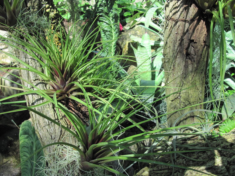 Air Plant on Tree Trunk — Green