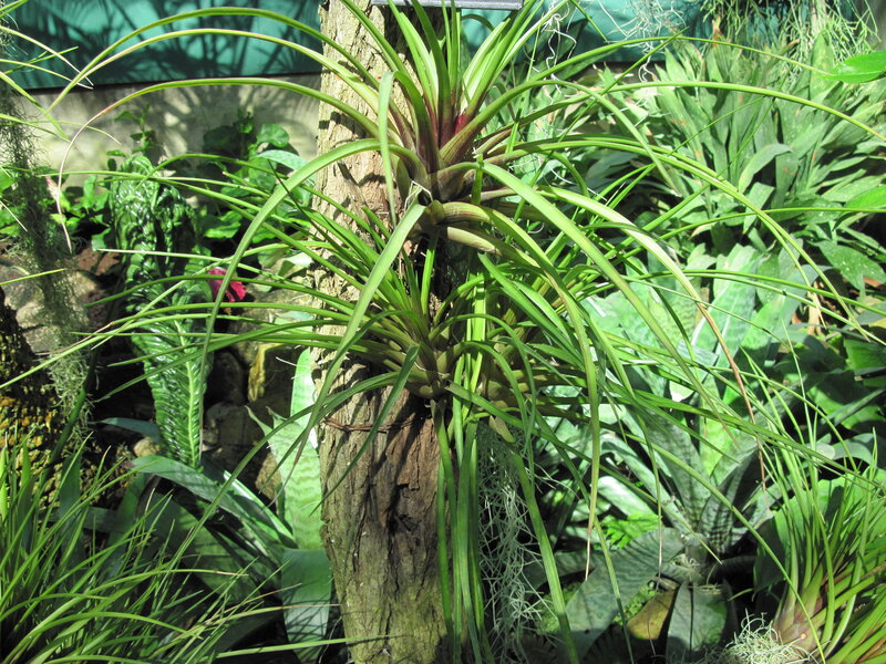 Air Plant on Tree Trunk