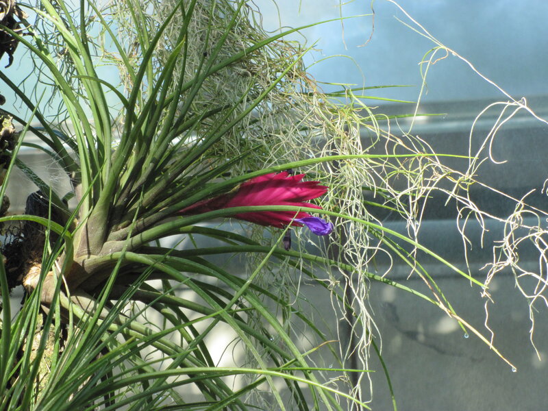 Air Plant with Pink Flower