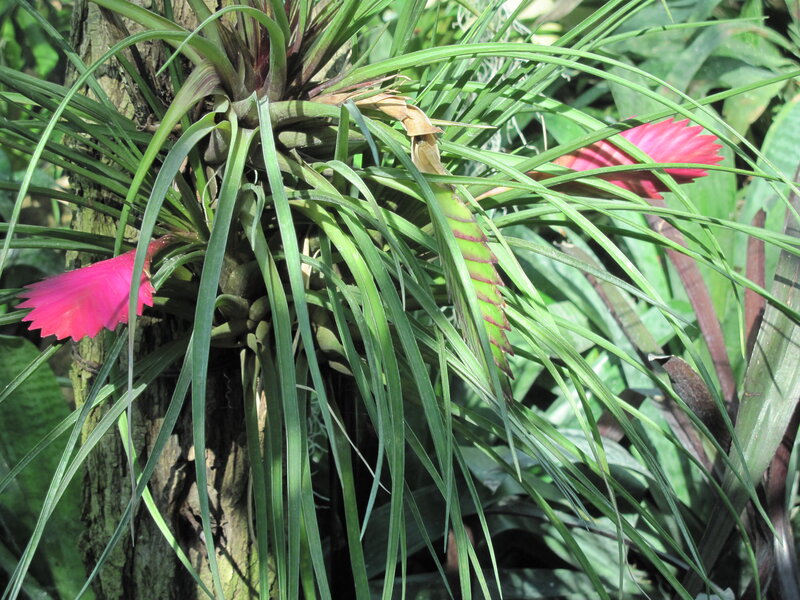 Air Plant with Pink Flowers