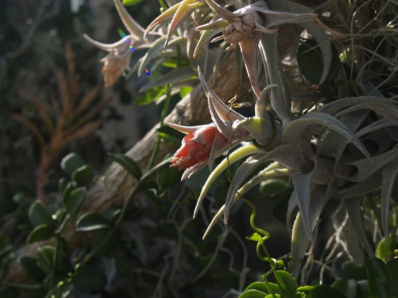 air plant with red flower