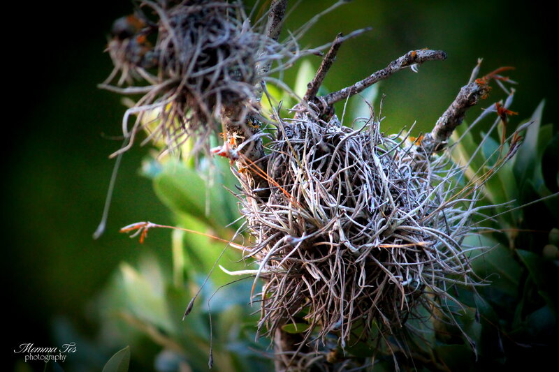 Air Plants on Tree Branch