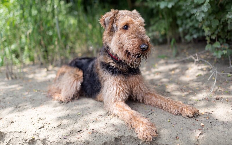 Airedale Terrier Dog — Brown, Calm, Afternoon