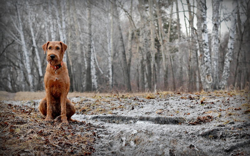 Airedale Terrier Dog — Brown, Calm, Autumn
