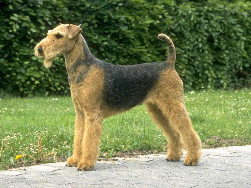 Airedale Terrier Dog — Brown, Calm