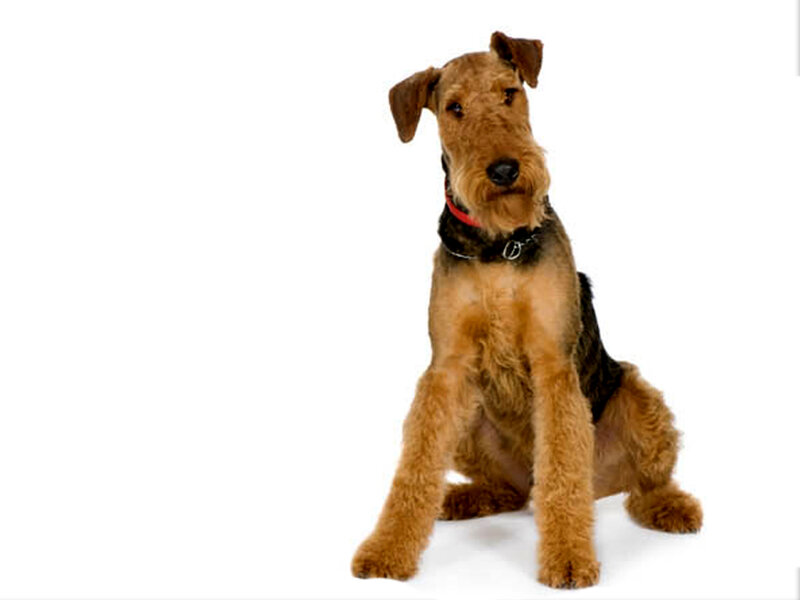 Airedale Terrier Dog — Brown, Neutral