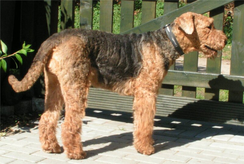 Airedale Terrier Dog — Brown