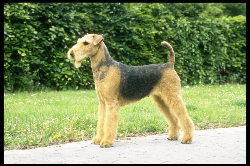 Airedale Terrier Dog — Green