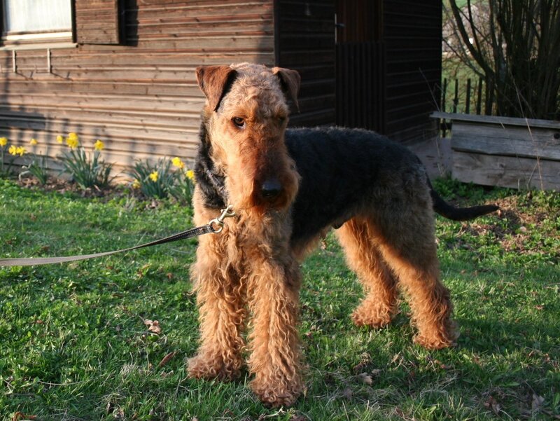 Airedale Terrier Dog