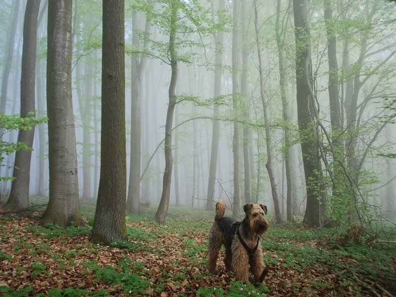 Airedale Terrier in Forest