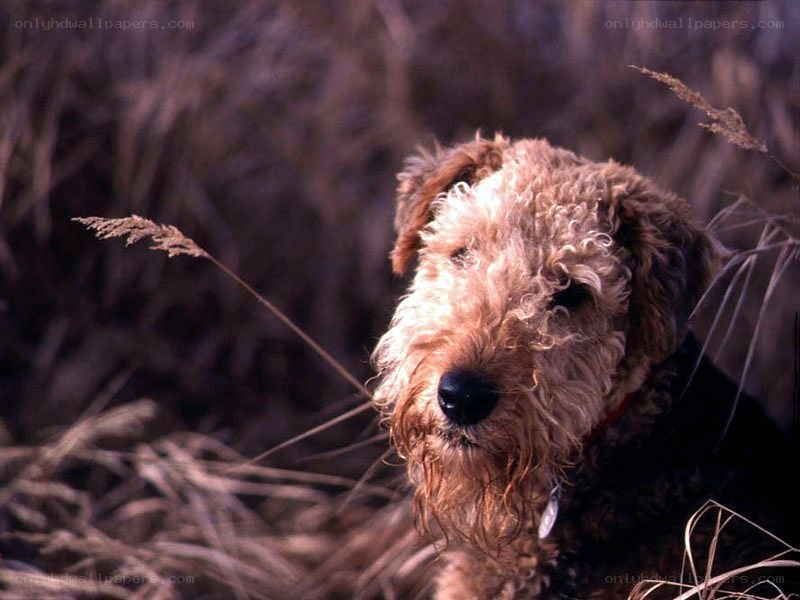 Airedale Terrier in the grass