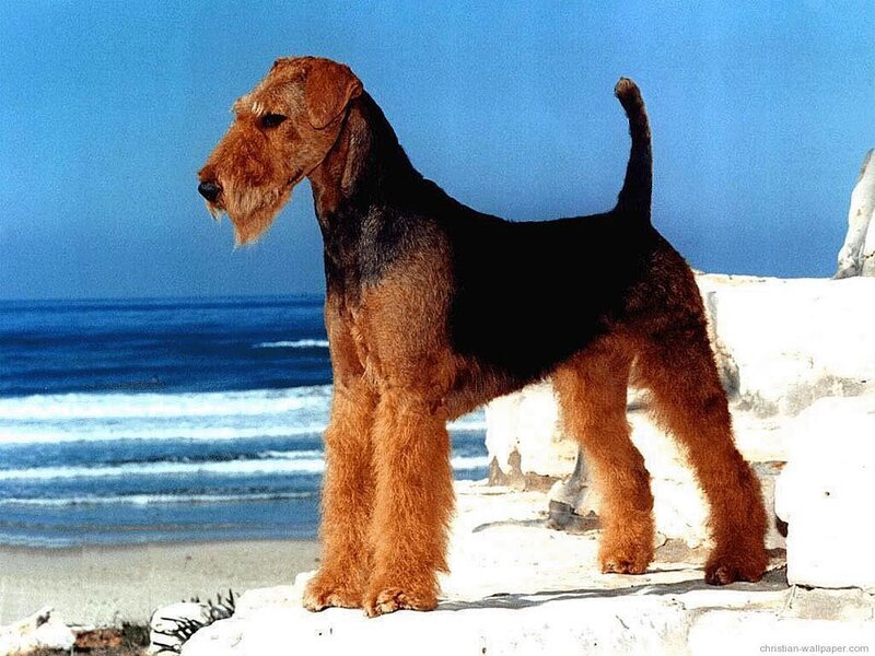 Airedale terrier on a beach