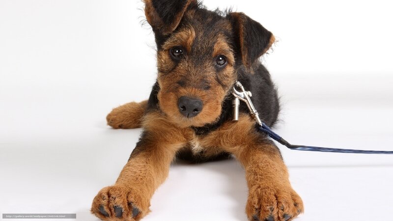 Airedale Terrier puppy