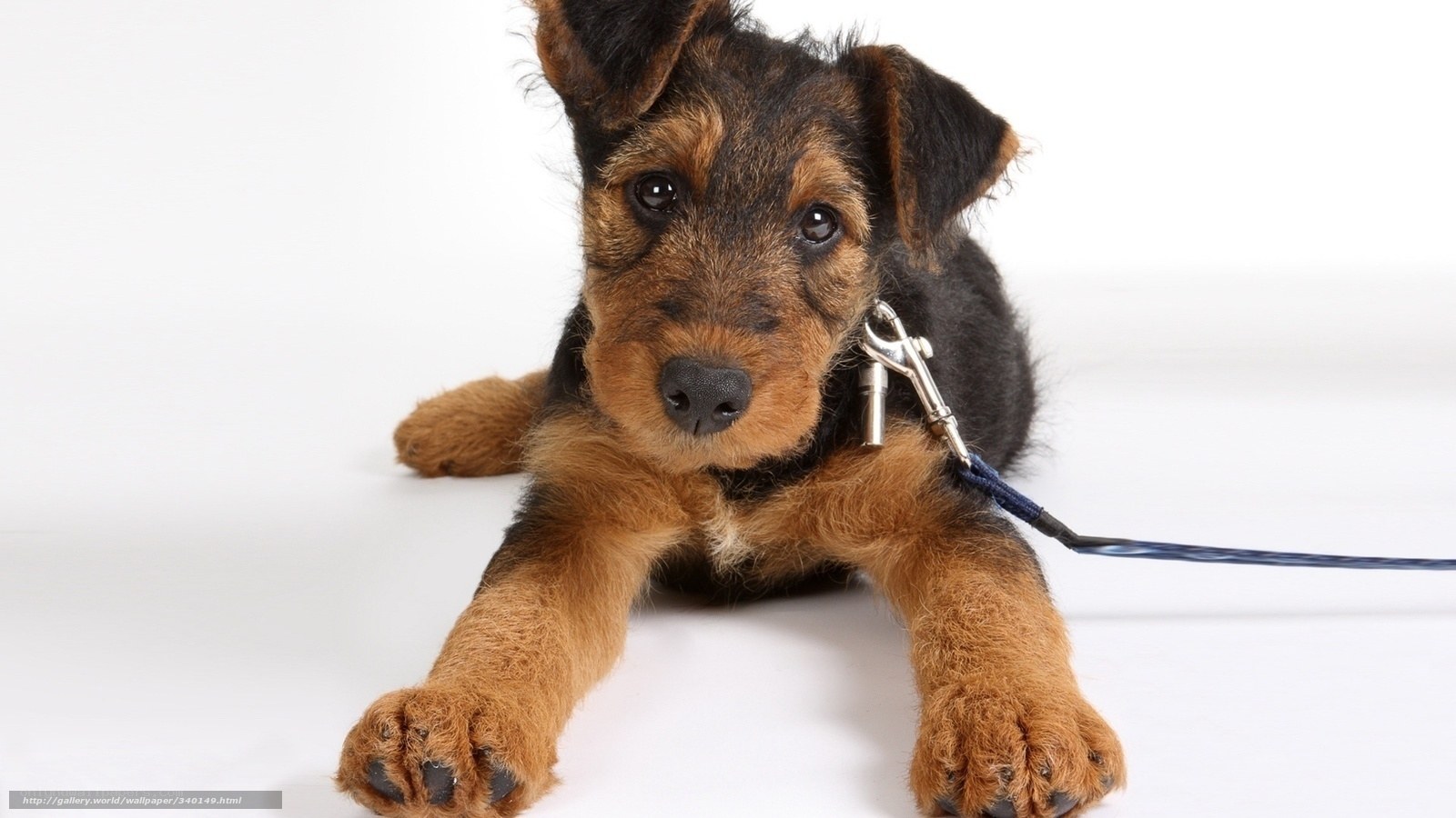 Airedale Terrier puppy