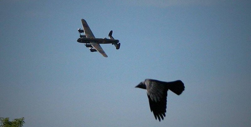 Airplane and Bird in Sky
