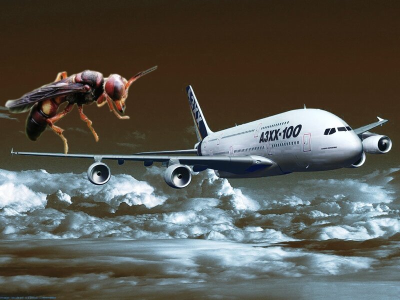 Airplane and Wasp