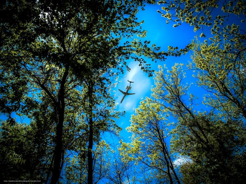 Airplane flying over forest