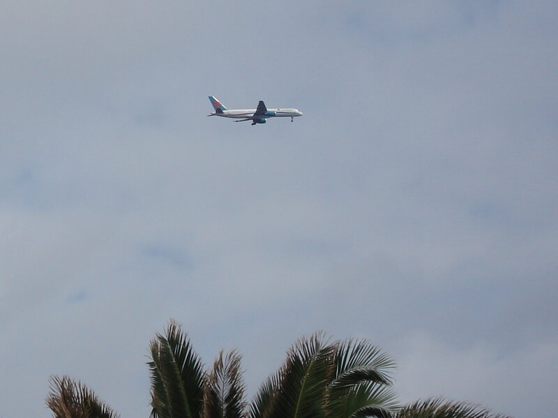 airplane flying over palm trees