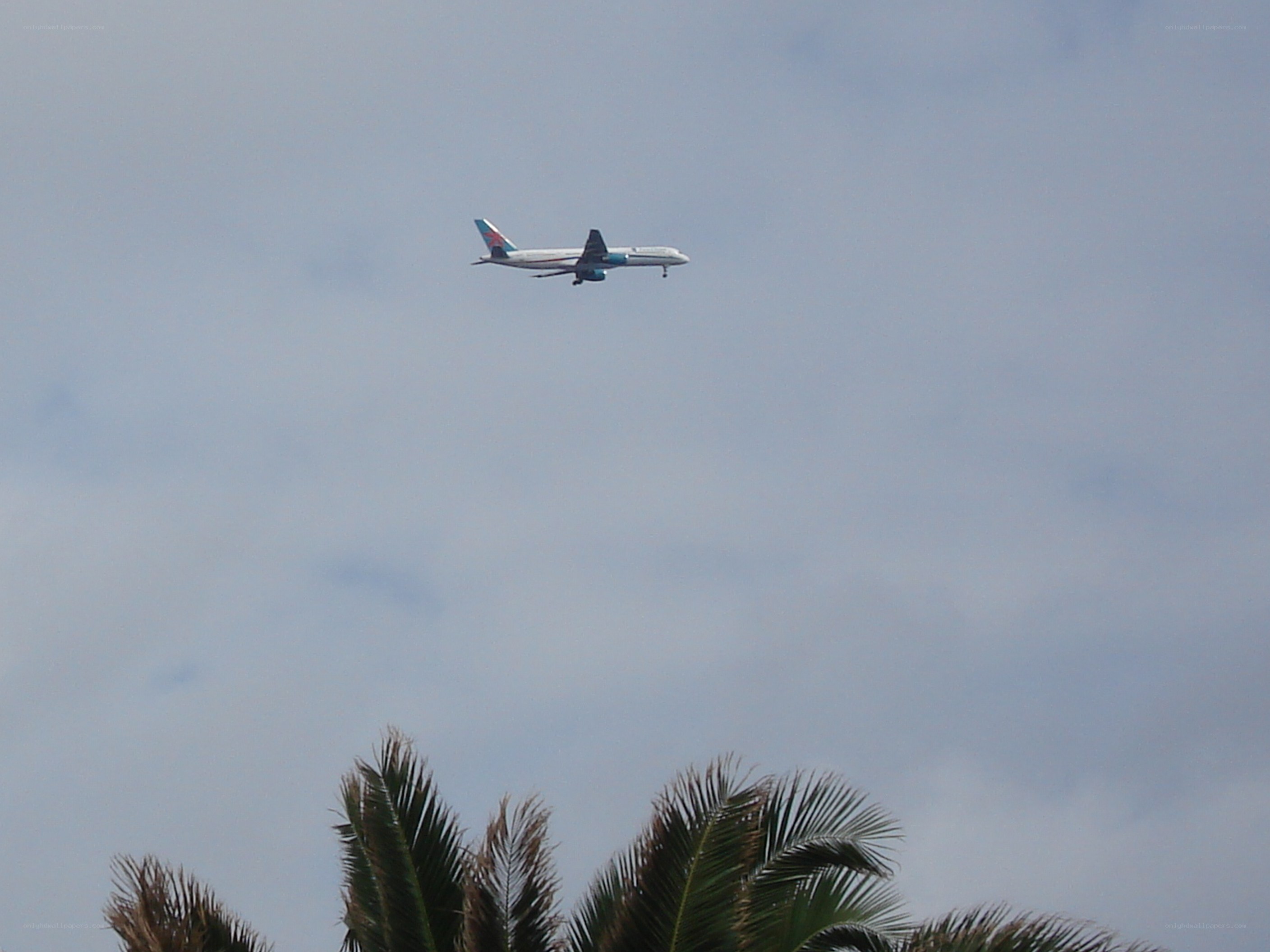 airplane flying over palm trees