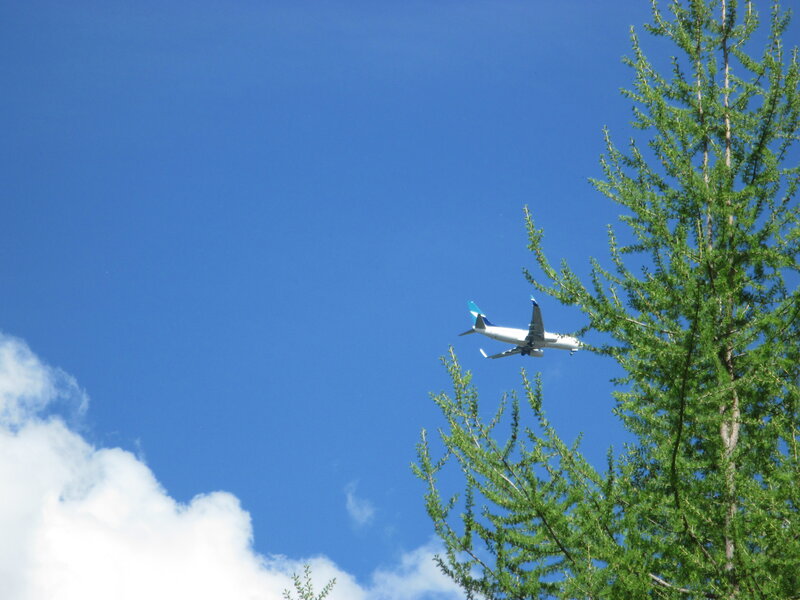 Airplane Flying over Tree
