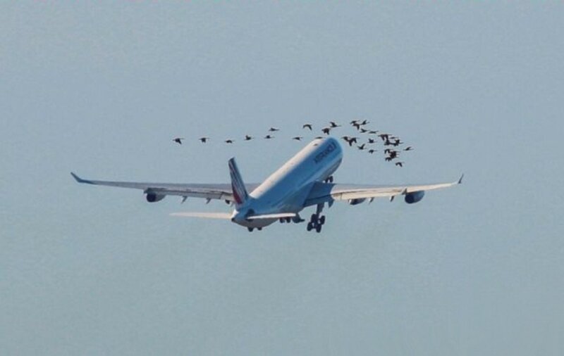 Airplane Flying with Birds