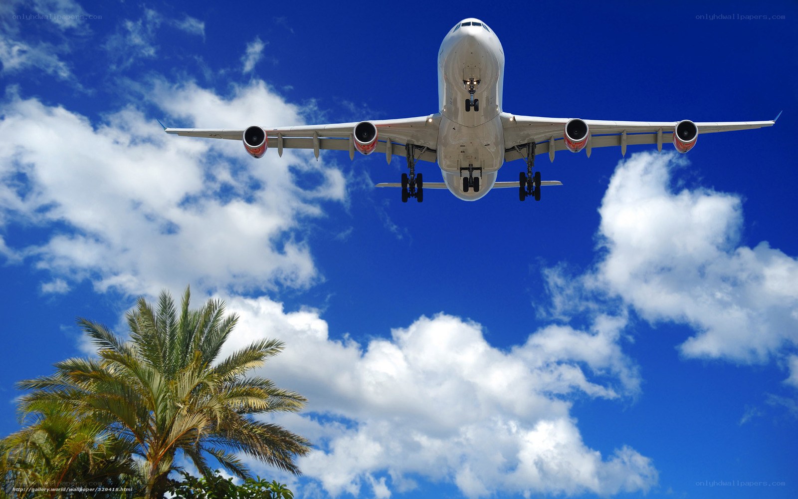 Airplane landing over palm trees