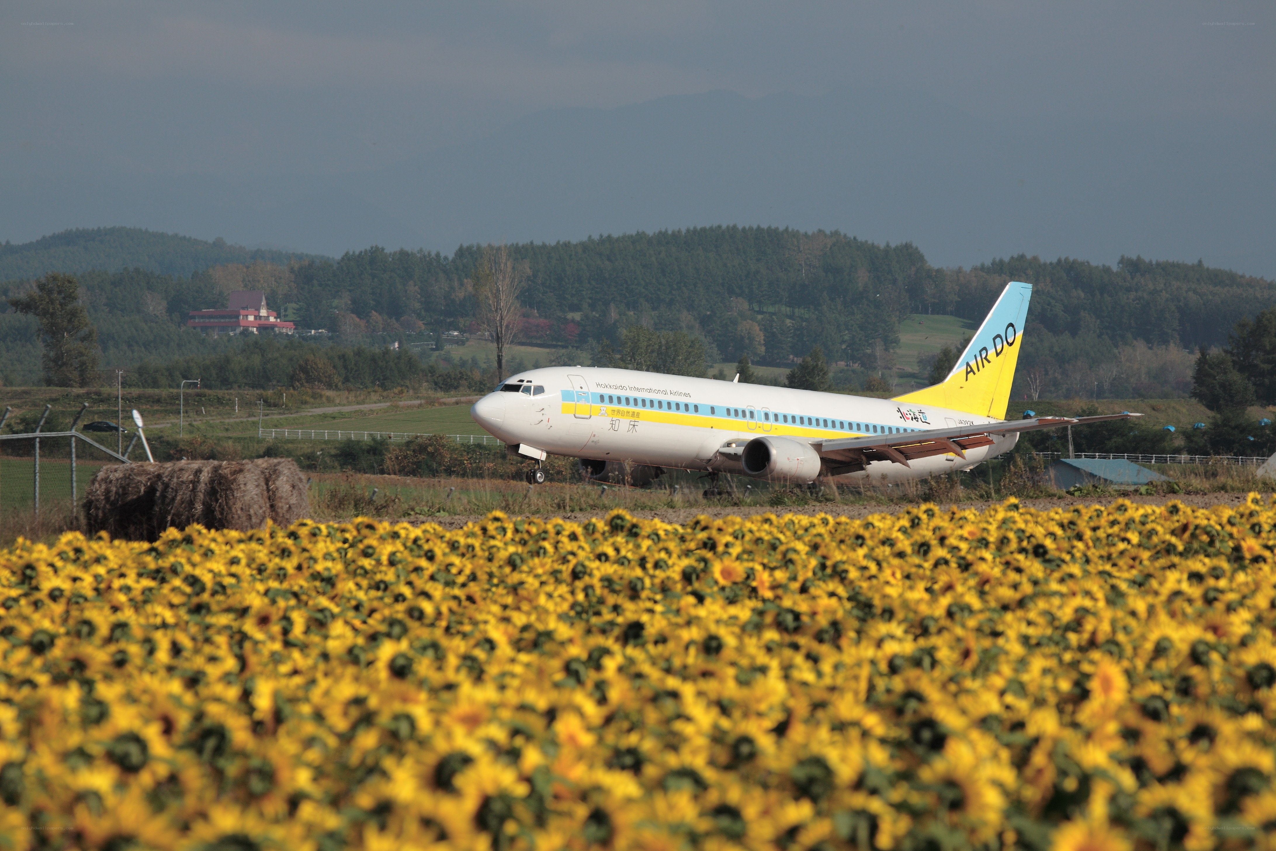 Airplane on runway with sunflowers