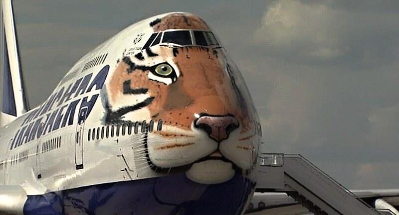 Airplane with Tiger Face