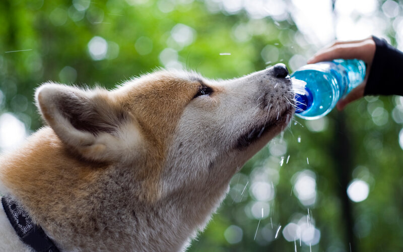 Akita Dog Drinking Water