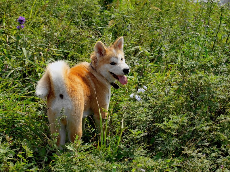 Akita dog in a field