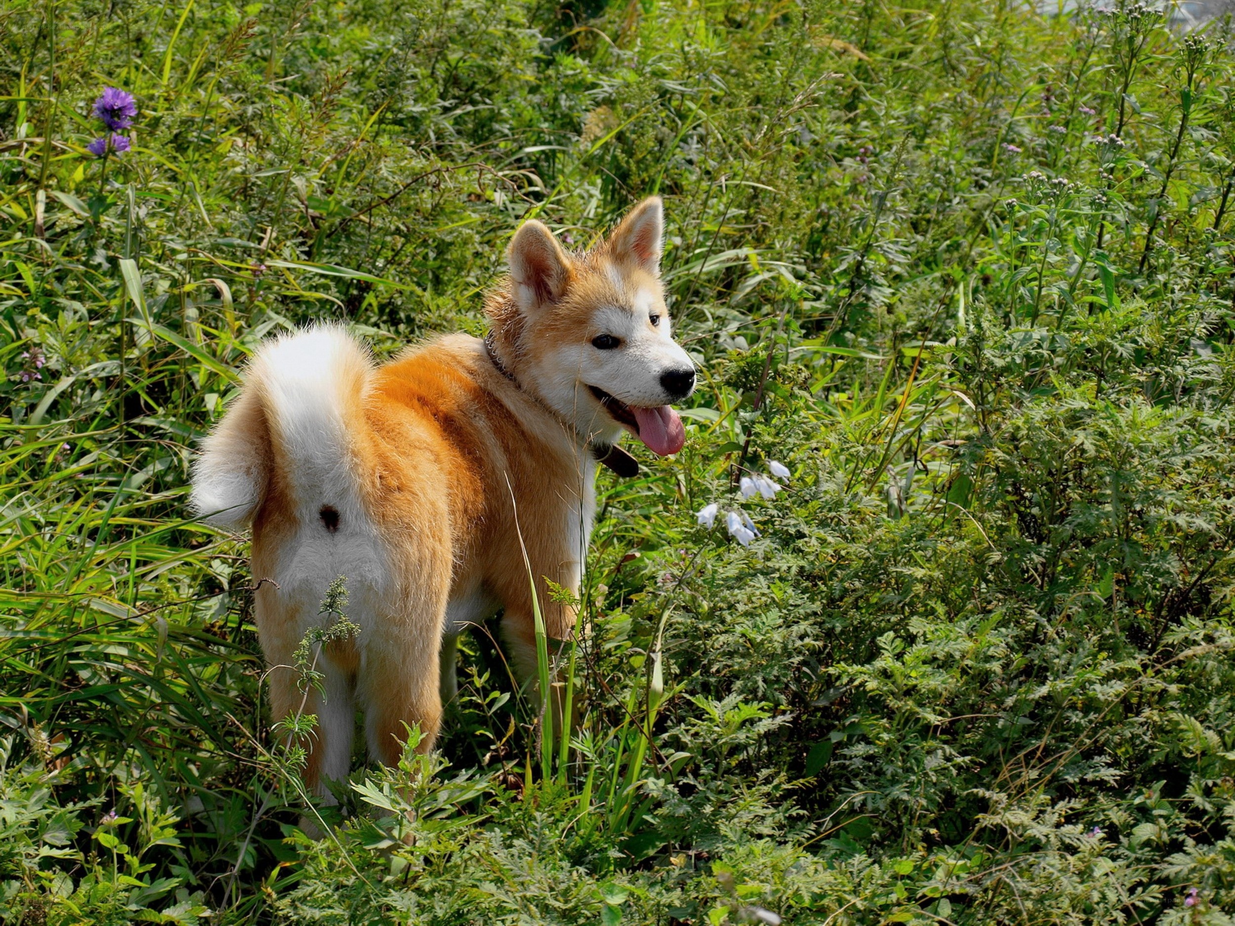 Akita dog in a field