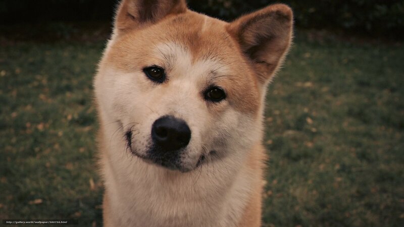 Akita Dog in Grass