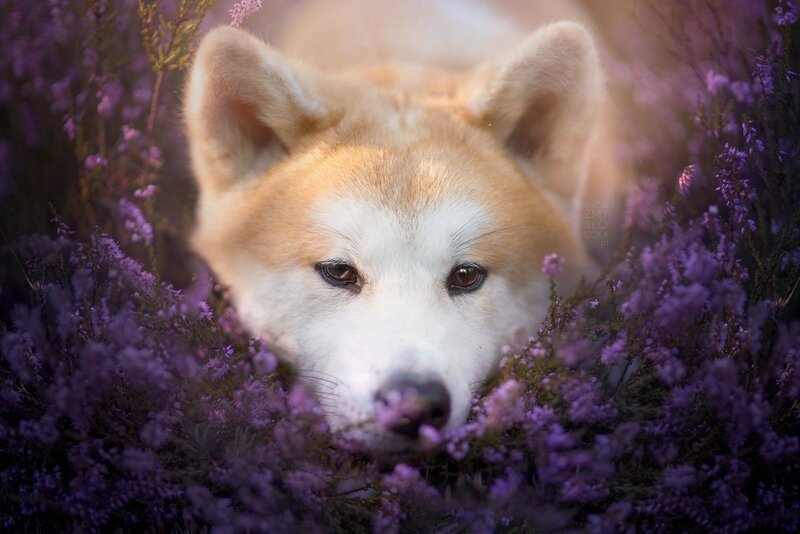Akita Dog in Purple Flowers — Serene