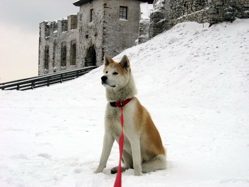 Akita dog in snowy landscape