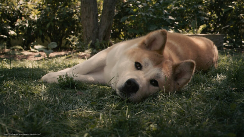 Akita Dog Lying on Grass — Green, Serene