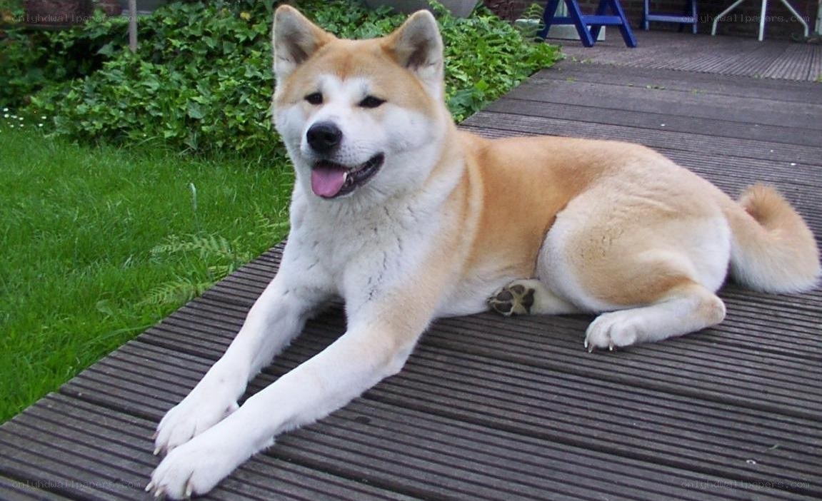 Akita dog on a deck