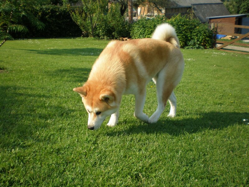 Akita dog on a grassy lawn