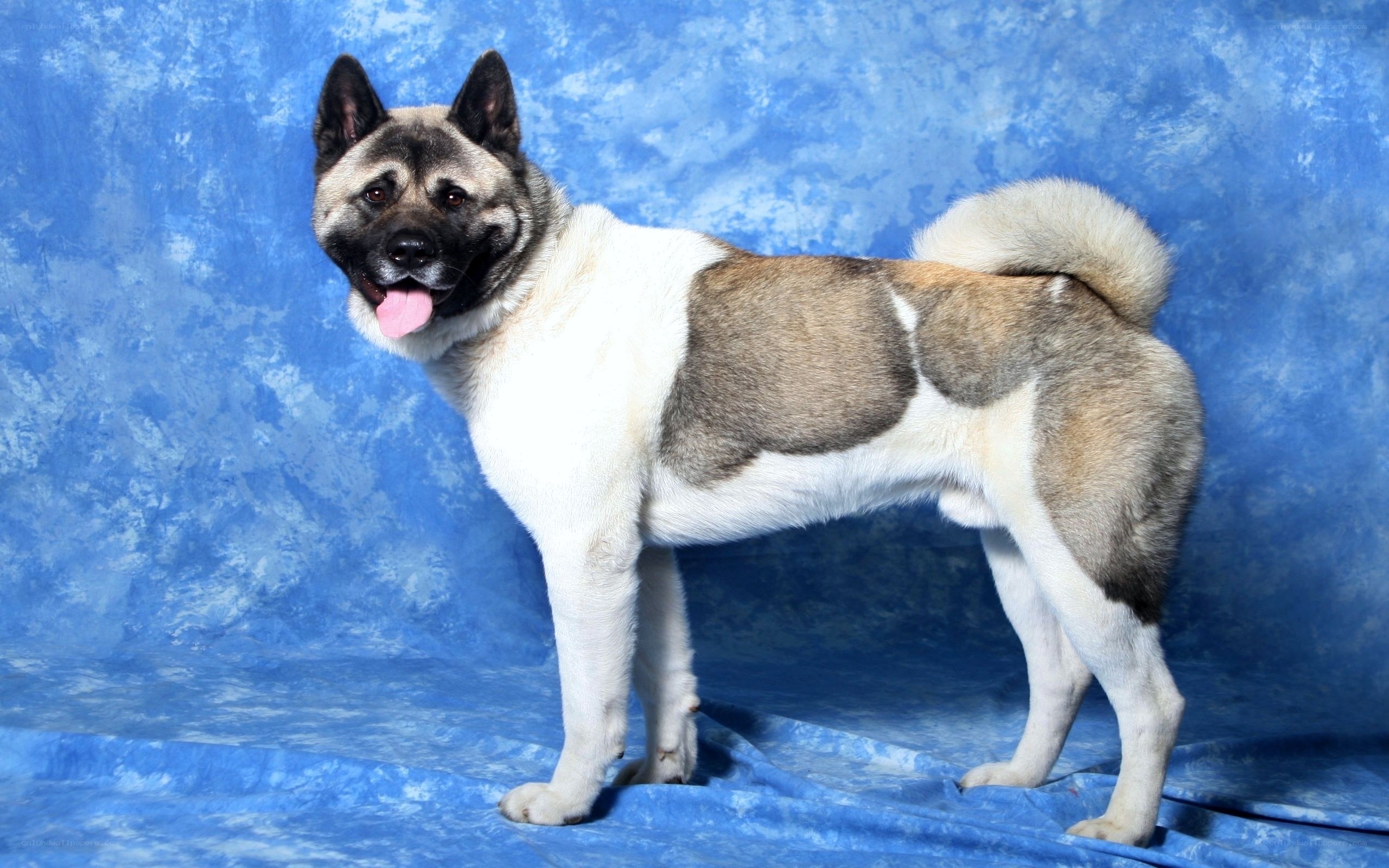 Akita dog on blue background