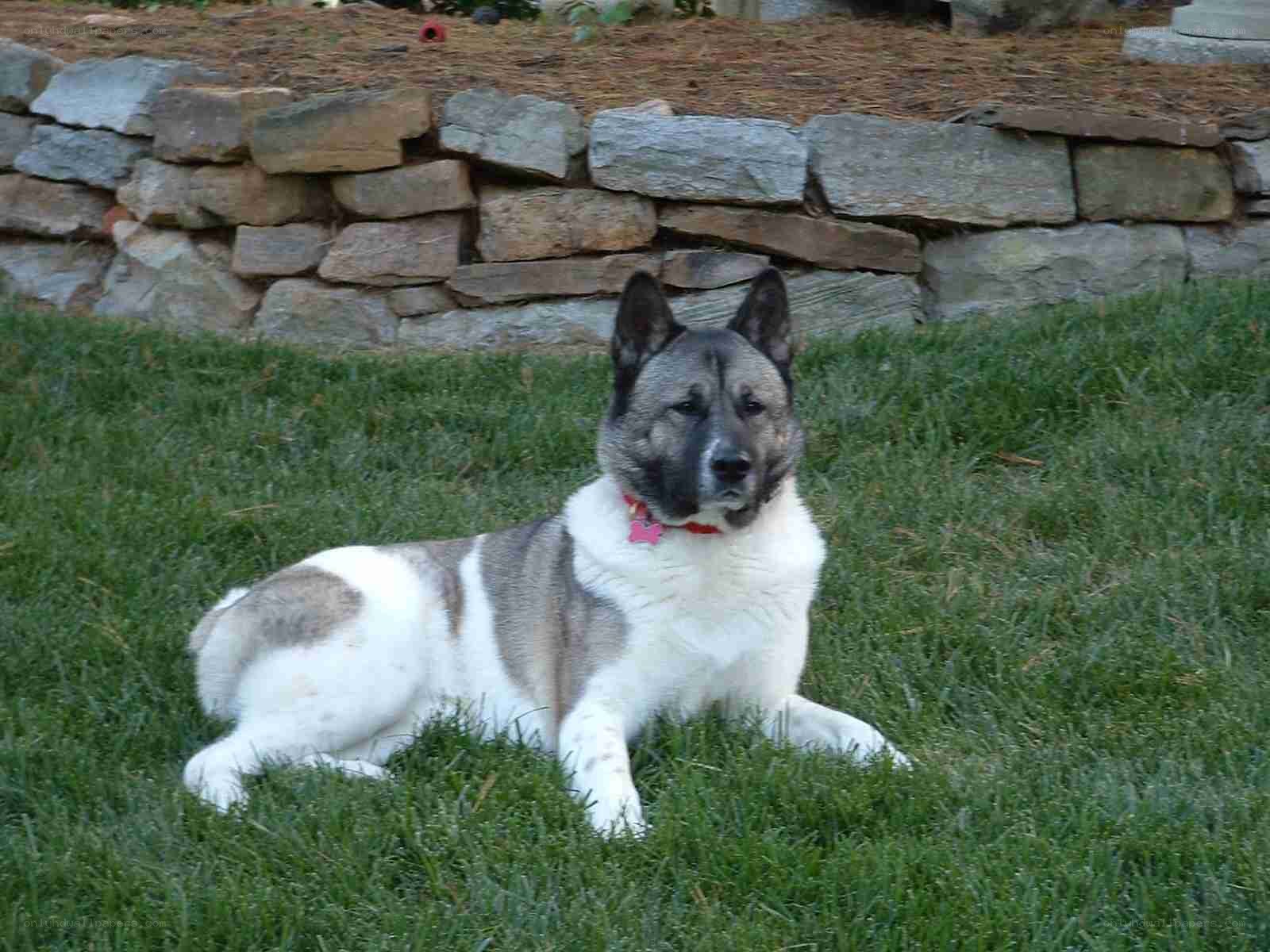 Akita dog on grass