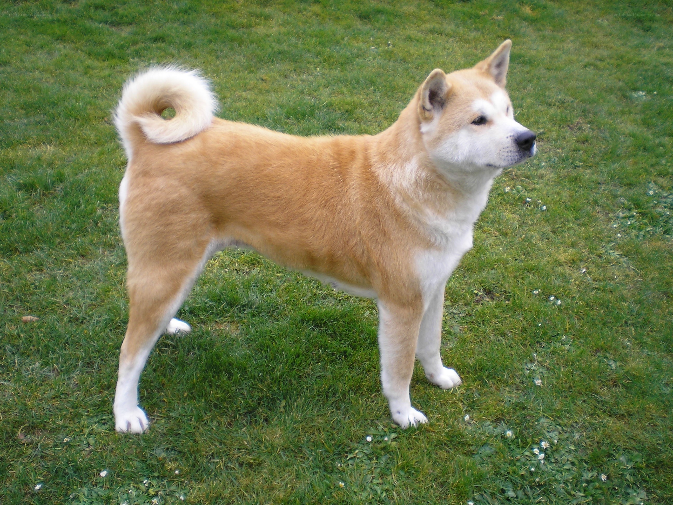 Akita dog on grass