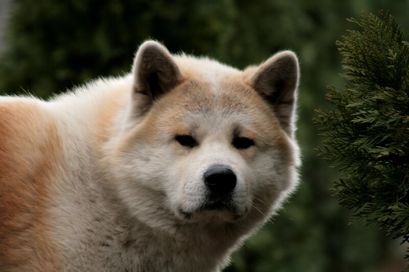 Akita dog portrait