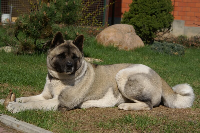 Akita dog resting on grass