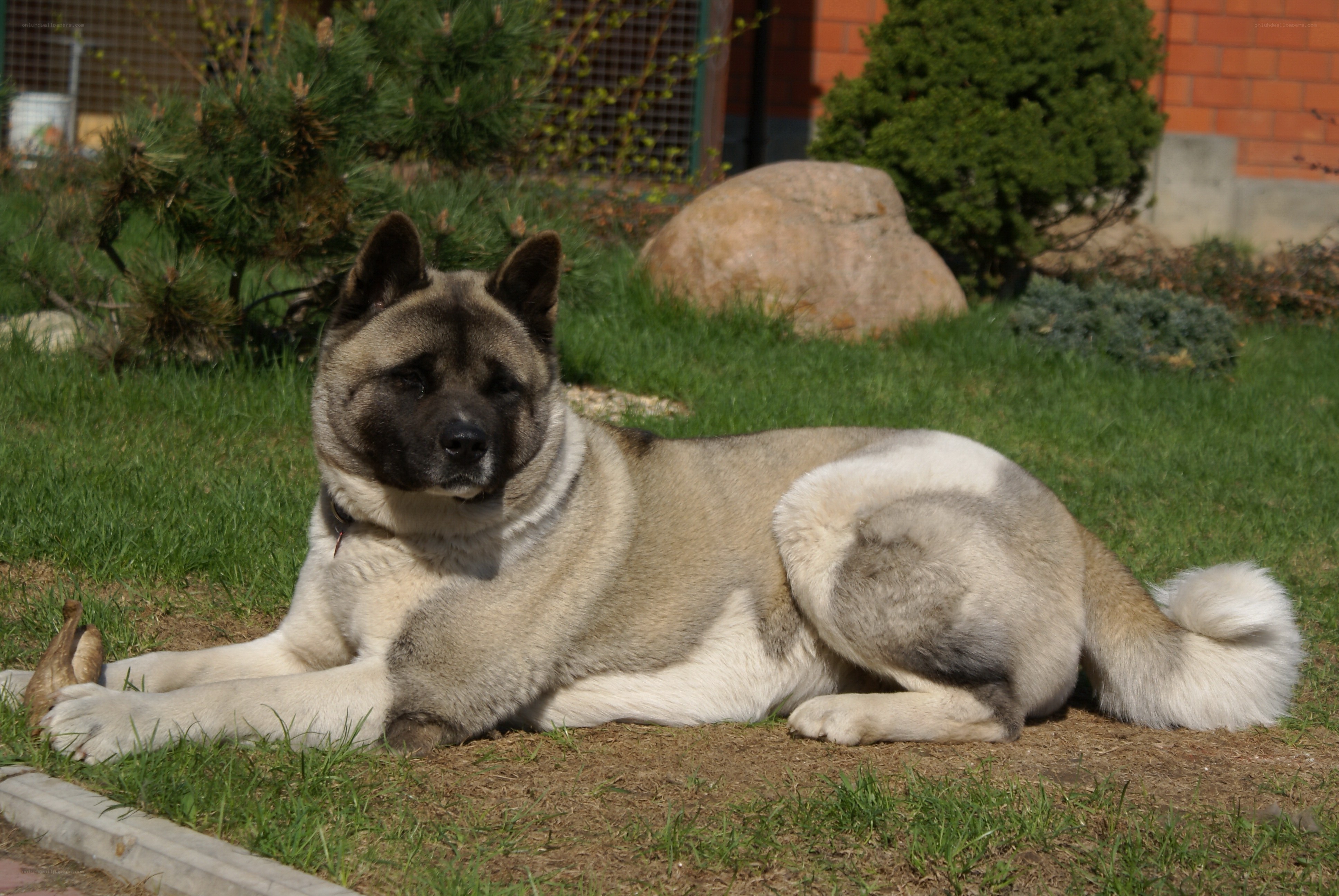 Akita dog resting on grass