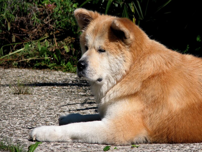 Akita dog resting outdoors