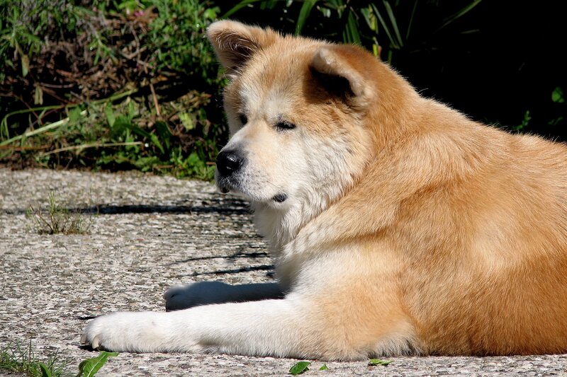 Akita dog resting outdoors