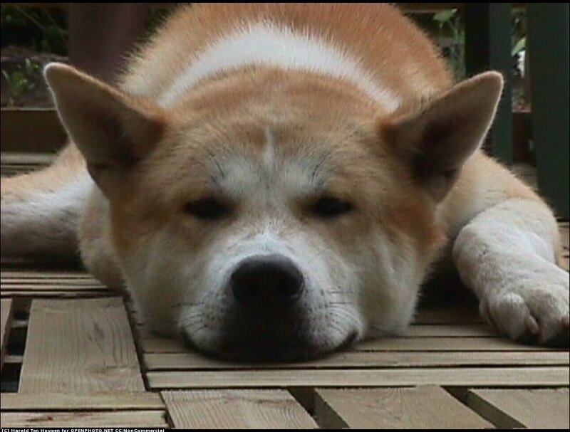 Akita Dog Resting