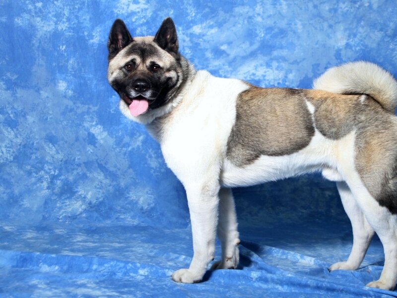 Akita Dog Standing — Blue