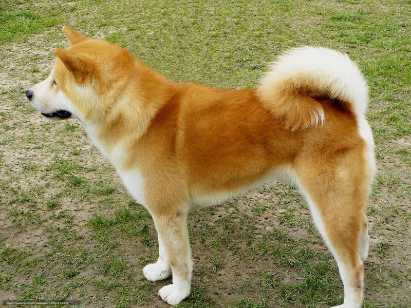 Akita dog standing on grass